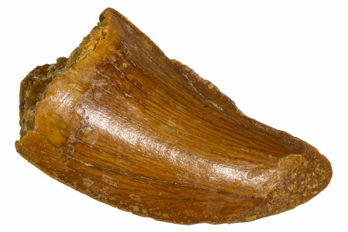 Bargain, Serrated Raptor Tooth - Real Dinosaur Tooth #376813